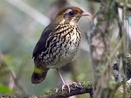 Image result for Camptorrhiza strumosa