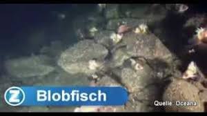 Es ist lustig und handelt sich um ein blobfisch. Blobfisch Und Co Youtube