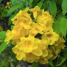 Image result for Tecoma