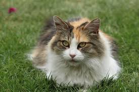 A calico cat is not a particular breed of cat, but a color pattern, which any domestic cat can possess. 6 Different Types Of Calico Cats With Pictures Excited Cats