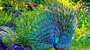 All Animals Hd Photos Africa