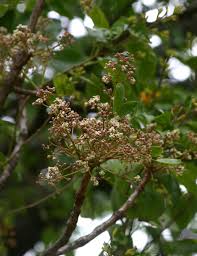 Image result for Ekebergia benguelensis