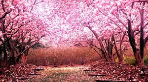 An animated wallpaper serves as the background on your desktop,. Sakura Sakura Cherry Blossom Tree Hd Wallpaper Background 31607 Wallur
