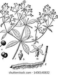 Image result for Rubiaceae