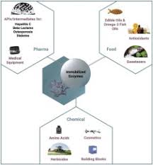 Check spelling or type a new query. Industrial Applications Of Immobilized Enzymes A Review Sciencedirect