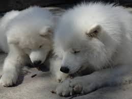 pin on zaccai and kuma samoyeds