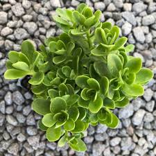 Image result for Satyrium confusum