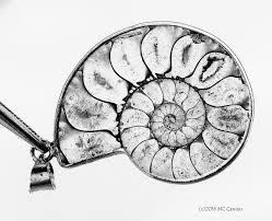 Download 73 royalty free ammonite fossil vector images. Ammonite Fossil