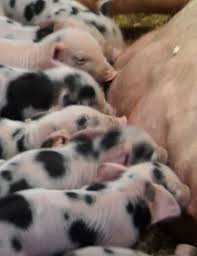 Austria este o tara situata in europa centrala, cu o populatie de peste 8 milioane de locuitori. Locuri De Munca In Agricultura In StrÄinÄtate