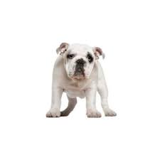 Beautiful and adorable males and females english bulldog puppies.these babies are fantastic and playful personalities,11 weeks old in good health con… Olde English Bulldogge Puppies Houston Tx Petland Katy