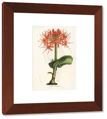 Image result for Scadoxus cinnabarinus