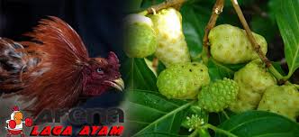 Saat mas bro lagi cari multivitamin ayam aduan bangkok yang terbukti manjur mas bos bisa menghubungi saya. Manfaat Mengkudu Bagi Ayam Bangkok Aduan Dalam Atasi Penyakit