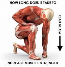 How Long Does It Take To Increase Muscle Strength | Active Life  Physiotherapy