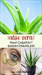 İlk olarak hangi türü satın alacağımızı kararlaştırmaktır. Aloe Vera Bakimi Ve Cogaltilmasi Aloe Bitki Dogal Tedaviler