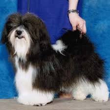 Most trusted source of havanese puppies for sale. Havanese Puppies For Sale Pets4you Com