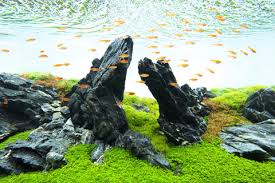 Image result for Rotala mexicana