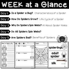 Spider Unit For Kindergarten And First Grade Spider Unit First Grade Science Spider Lessons