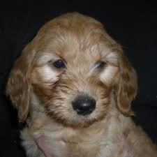 These puppies were born on april 6th and will be ready for their new homes on june 4th! Goldendoodle Puppies For Sale Red Cedar Farms Goldendoodles Goldendoodle Puppy Puppies For Sale Goldendoodle Puppy For Sale