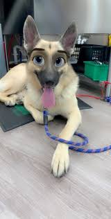We are here for you, we are here for your pet, and we are your neighborhood's favorite vet. All About Pets Veterinary Hospital Videos Facebook