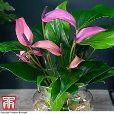 Air Purifying House Plants Thompson Morgan In 2020 Plants House Plants Safe House Plants
