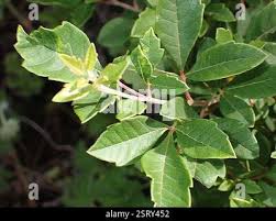 Image result for Searsia tomentosa