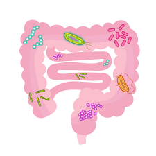 Gut microbiota illustration