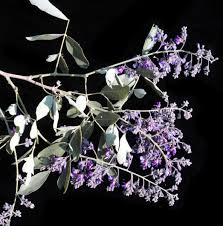 Image result for Philenoptera nelsii