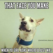 Ash N Stuff Made This Meme Of Griese Hahaha Pitsky Pitbull Rescue Adopt Husky Siberianhusky Adoptdontshop Lol Funny T Pitbulls Funny Animals Dogs