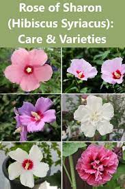Rose Of Sharon Hibiscus Syriacus Plant Profile Care Varieties Pruning Rose Of Sharon Rose Of Sharon Tree Hibiscus Plant