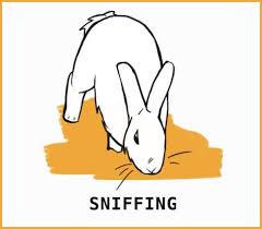 Shaking can sometimes be a sign of epilepsy, stroke, or even death in humans. Rabbit Body Language An Illustrated Guide