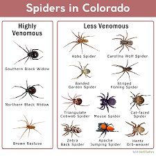 A black spider with a white spot on its back, legs, abdomen, etc., seems to be a little different or unusual in comparison to spiders we usually encounter. Spiders In Colorado List With Pictures