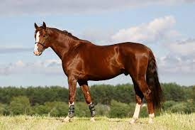 The 19 Most Expensive Horse Breeds In The World Ventured