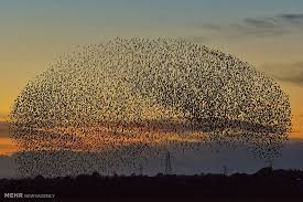 Kus Tufani Bird Flood Gokyuzu