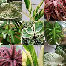 Low maintenance flowering plants philippines. Halamom Posts Facebook