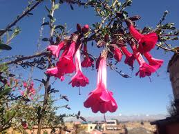 Image result for Cantua