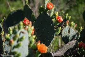 Shop the planet desert cactus collection for unique and beautiful cacti to add to your collection of plants. Prickly Pear Cactus Bloom Austin Texas 7 Jason Frels