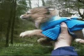 Check spelling or type a new query. The Funniest Dog Gifs To Hit The Internet News