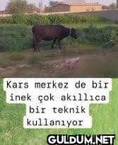 Kars merkez de bir inek çok akıllıca bir teknik kullanıyor - Guldum.net -  Caps arama motoru