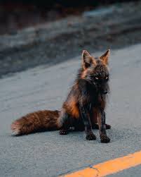 This Is A Cross Fox A Red Fox That S Partially Melanistic Giving It Black Patches Along With The Regular Red Interestingasfuck