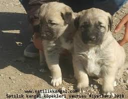 Kangal Fiyatlari 2020 Yavru Kangal Satilik