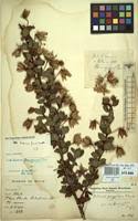 Image result for Hibiscus fuscus