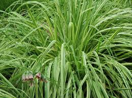 Image result for Moraea carsonii