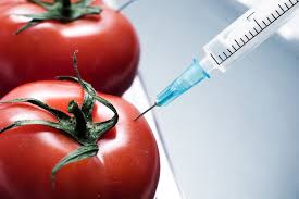 Gord downie, gene siskel, ted kennedy, george gershwin are just a few of the thousand… donna smith needs your support for #teambreed waiting on a miracle gbm. Chinese French Team Breed Gm Tomatoes With Age Defying Qualities