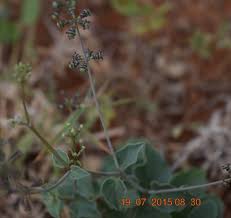 Image result for Commicarpus helenae