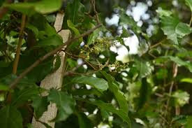 Image result for Allophylus tanzaniensis