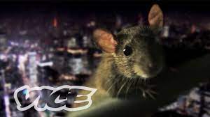 都心に潜む不死身ネズミの進化 - PEST KINGDOM：SUPER RATS - YouTube
