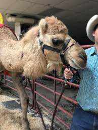 I found it without the need for cheating and looking up anything on the internet. Camel And Ostrich Racing For Local Nonprofits Khgi