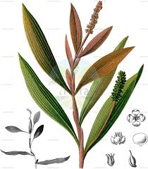 Image result for Potamogetonaceae