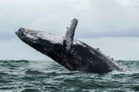 Whale songs heard on recordings or movies are usually the beautiful, haunting sounds of the humpback whale (click here to hear an example). Qk9sxz70vd9fqm