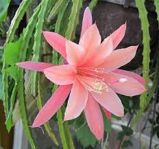 Cacti come in a bewildering array of forms. Aporophyllum Shirley Orchid Cactus Unusual Flowers Cacti And Succulents